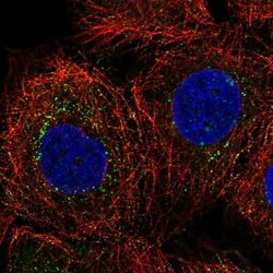 C2CD4C Antibody, Novus Biologicals:Antibodies:Primary Antibodies