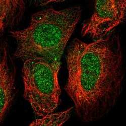 C2orf42 Antibody, Novus Biologicals 0.1mL; Unlabeled:Antibodies, Polyclonal
