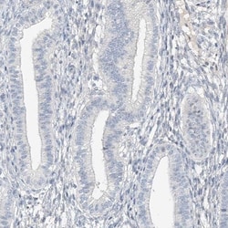 C2orf42 Antibody, Novus Biologicals 0.1mL; Unlabeled:Antibodies, Polyclonal