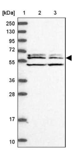 WDCP Antibody, Novus Biologicals:Antibodies:Primary Antibodies