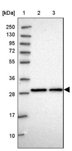 C2orf49 Antibody, Novus Biologicals:Anticuerpos:Anticuerpos primarios