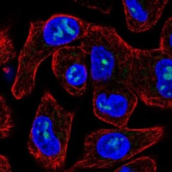 M1AP Antibody, Novus Biologicals:Antibodies:Primary Antibodies