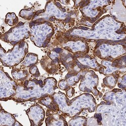 C2orf72 Antibody, Novus Biologicals:Antibodies:Primary Antibodies