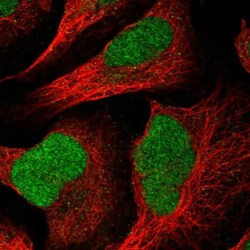 HMCES Antibody, Novus Biologicals 0.1mL; Unlabeled:Antibodies, Polyclonal
