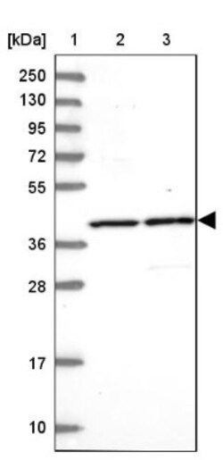 HMCES Antibody, Novus Biologicals 0.1mL; Unlabeled:Antibodies, Polyclonal