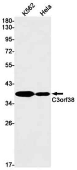 C3orf38 Rabbit anti-Human, Clone: S08-3H6, Novus Biologicals:Antibodies:Primary
