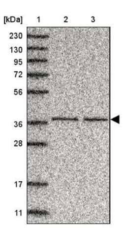 C3orf38 Antibody, Novus Biologicals:Antibodies:Primary Antibodies