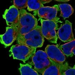 C3orf45 Rabbit anti-Human, Polyclonal, Novus Biologicals 25 &mu;g | Buy Online | Novus Biologicals | Fisher Scientific