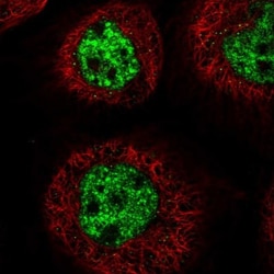 C3orf62 Antibody, Novus Biologicals 25 &mu;L; Unlabeled:Antibodies, Polyclonal