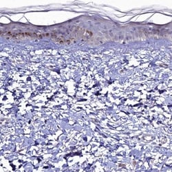 C4orf19 Antibody, Novus Biologicals 0.1mL; Unlabeled:Antibodies, Polyclonal