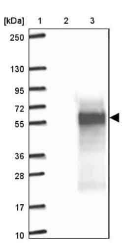 C4orf19 Antibody, Novus Biologicals 0.1mL; Unlabeled:Antibodies, Polyclonal