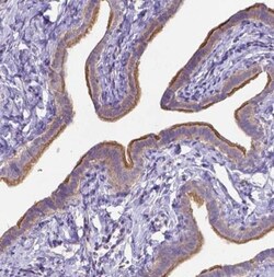 CFAP299 Antibody, Novus Biologicals 25 &mu;L; Unlabeled:Antibodies, Polyclonal