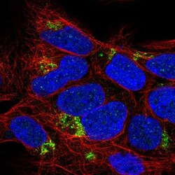 C4orf33 Antibody, Novus Biologicals 25 &mu;L, Unlabeled:Antibodies, Polyclonal