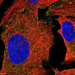 C4orf36 Antibody, Novus Biologicals:Antibodies:Primary Antibodies