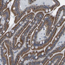 SMIM20 Antibody, Novus Biologicals:Antibodies:Primary Antibodies