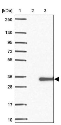 C5orf30 Antibody, Novus Biologicals:Antibodies:Primary Antibodies