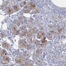 C5orf46 Rabbit anti-Human, Polyclonal, Novus Biologicals:Antibodies:Primary