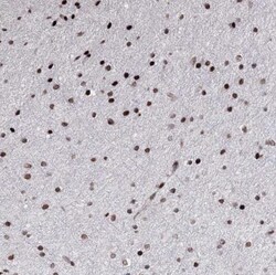 SMIM29 Antibody, Novus Biologicals 0.1mL; Unlabeled:Antibodies, Polyclonal