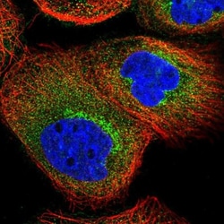 C6orf132 Antibody, Novus Biologicals:Antibodies:Primary Antibodies