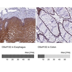 C6orf132 Antibody, Novus Biologicals:Antibodies:Primary Antibodies