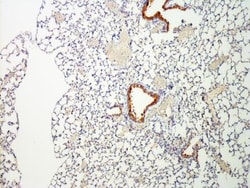 TBC1D32 Antibody, Novus Biologicals 0.1mL; Unlabeled:Antibodies, Polyclonal