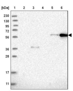 CEP85L Antibody, Novus Biologicals:Antibodies:Primary Antibodies