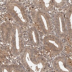 FAM221A Antibody, Novus Biologicals:Antibodies:Primary Antibodies