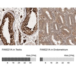 FAM221A Antibody, Novus Biologicals:Antibodies:Primary Antibodies