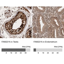 FAM221A Antibody, Novus Biologicals:Antibodies:Primary Antibodies