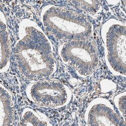 FAM221A Antibody, Novus Biologicals 25 &mu;L | Buy Online | Novus Biologicals | Fisher Scientific