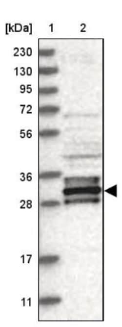 FAM221A Antibody, Novus Biologicals:Antibodies:Primary Antibodies