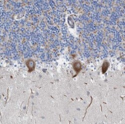 NYAP1 Antibody, Novus Biologicals:Antibodies:Primary Antibodies