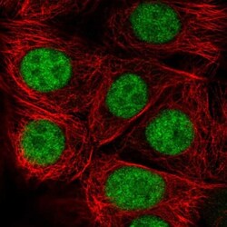 LUC7L2 Antibody, Novus Biologicals 0.1mL; Unlabeled:Antibodies, Polyclonal