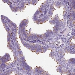 C7orf57 Antibody, Novus Biologicals 0.1mL; Unlabeled:Antibodies, Polyclonal