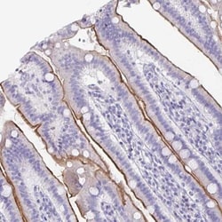 CFAP69 Antibody, Novus Biologicals:Antibodies:Primary Antibodies