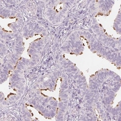 Glutamate Rich 5 Antibody, Novus Biologicals:Antibodies:Primary Antibodies