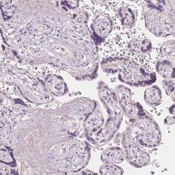 Glutamate Rich 5 Antibody, Novus Biologicals:Antibodies:Primary Antibodies