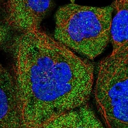 C8orf48 Antibody, Novus Biologicals 0.1mL; Unlabeled:Antibodies, Polyclonal