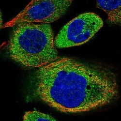 C8orf48 Antibody, Novus Biologicals:Antibodies:Primary Antibodies
