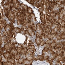 C8orf48 Antibody, Novus Biologicals:Antibodies:Primary Antibodies