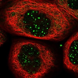 C8orf58 Antibody, Novus Biologicals 0.1mL; Unlabeled:Antibodies, Polyclonal