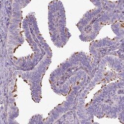 CFAP157 Antibody, Novus Biologicals:Antibodies:Primary Antibodies