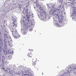 CFAP157 Antibody, Novus Biologicals:Antibodies:Primary Antibodies