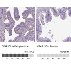 CFAP157 Antibody, Novus Biologicals:Antibodies:Primary Antibodies