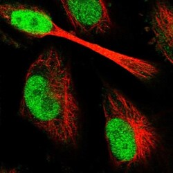 PAXX Antibody, Novus Biologicals:Antibodies:Primary Antibodies