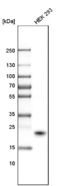 PAXX Antibody, Novus Biologicals:Antibodies:Primary Antibodies