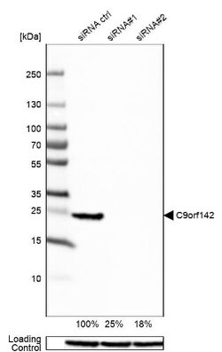 PAXX Antibody, Novus Biologicals:Antibodies:Primary Antibodies