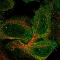 C9orf153 Rabbit anti-Human, Polyclonal, Novus Biologicals 25 &mu;g; Unconjugated:Antibodies,