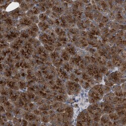 C9orf16 Antibody, Novus Biologicals:Antibodies:Primary Antibodies