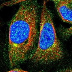 FAM219A Antibody, Novus Biologicals:Antibodies:Primary Antibodies